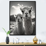 Camel Harmony In Monochrome - Camel Large Canvas Wall Art