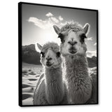 Camel Harmony In Monochrome - Camel Large Canvas Wall Art