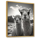 Camel Harmony In Monochrome - Camel Large Canvas Wall Art
