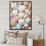 White Clam Nautical Treasures - Clam Wall Decor