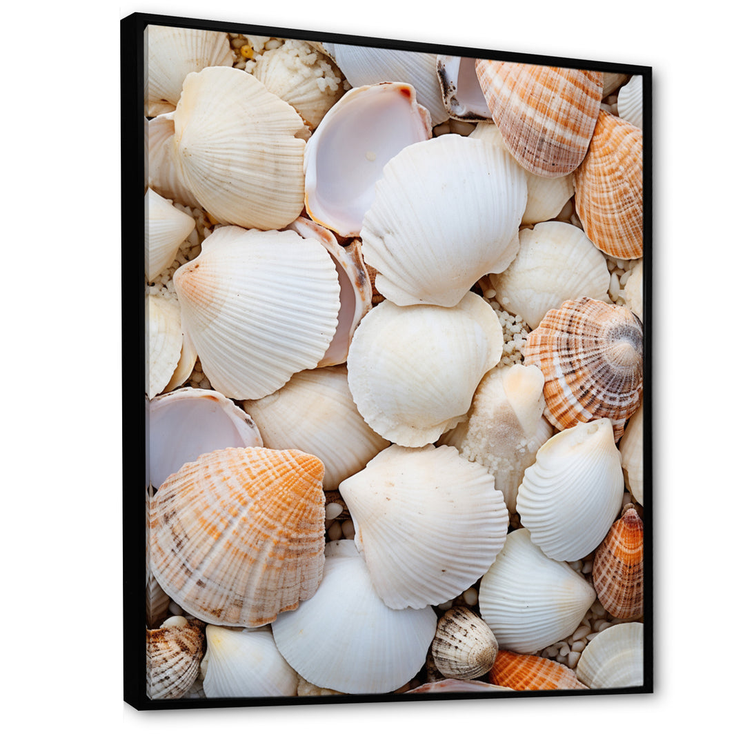 White Clam Nautical Treasures - Clam Wall Decor
