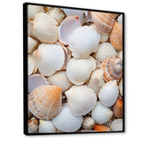White Clam Nautical Treasures - Clam Wall Decor