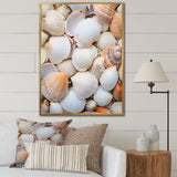 White Clam Nautical Treasures - Clam Wall Decor