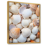 White Clam Nautical Treasures - Clam Wall Decor
