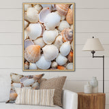 White Clam Nautical Treasures - Clam Wall Decor