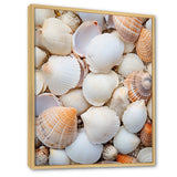 White Clam Nautical Treasures - Clam Wall Decor