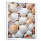 White Clam Nautical Treasures - Clam Wall Decor