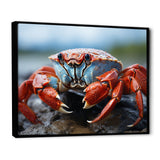 Crab Coastal Guardian - Crab Wall Art Prints