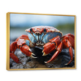 Crab Coastal Guardian - Crab Wall Art Prints