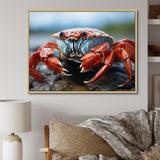 Crab Coastal Guardian - Crab Wall Art Prints