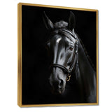 Black And White Horse Elegance - Animals Canvas Wall Art