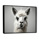 Grey Llama Gentle Llama - Llama Canvas Wall Art