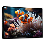 Orange Pink Clownfish Silent Underwater - Animals Canvas Wall Art