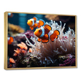 Orange Pink Clownfish Silent Underwater - Animals Canvas Wall Art