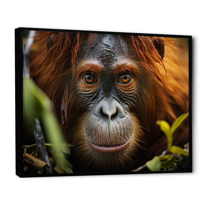 Orangutan Photo Portrait - Orangutan Living Room Wall Art