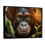 Orangutan Photo Portrait - Orangutan Living Room Wall Art