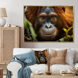 Orangutan Photo Portrait - Orangutan Living Room Wall Art