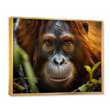 Orangutan Photo Portrait - Orangutan Living Room Wall Art
