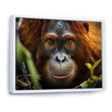 Orangutan Photo Portrait - Orangutan Living Room Wall Art