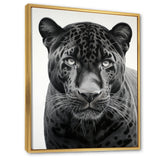 Grey White Panther Realistic Gaze - Panther Framed Canvas Art