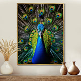 Teal Radiant Peacock - Teal Peacock Wall Art