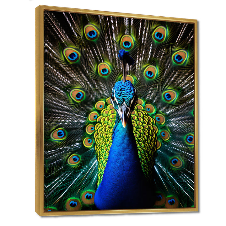 Teal Radiant Peacock - Teal Peacock Wall Art