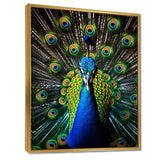 Teal Radiant Peacock - Teal Peacock Wall Art