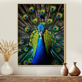 Teal Radiant Peacock - Teal Peacock Wall Art