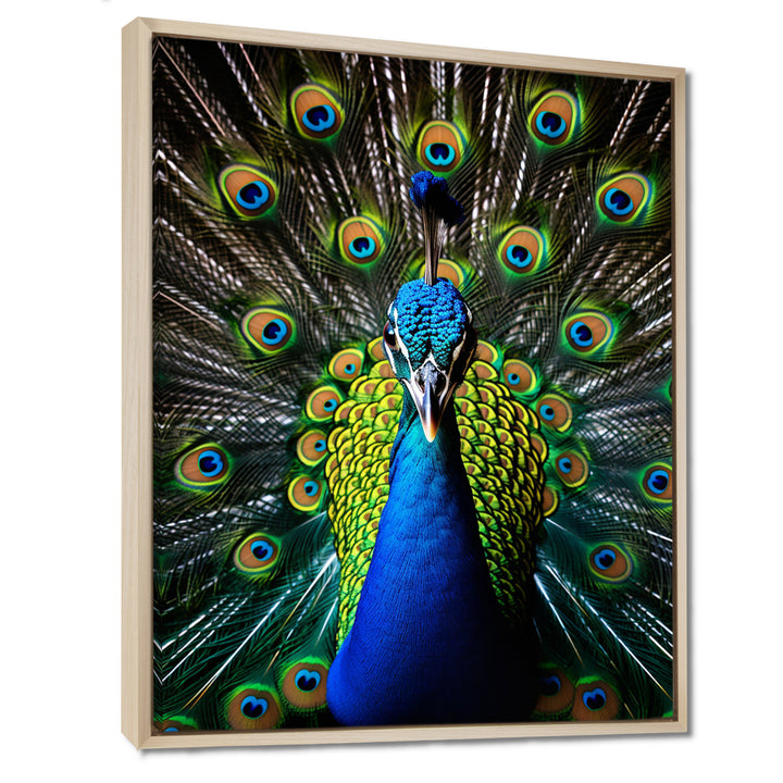 Teal Radiant Peacock - Teal Peacock Wall Art