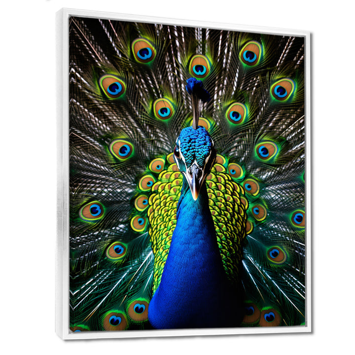 Teal Radiant Peacock - Teal Peacock Wall Art