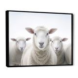 White Minimalist Whie Sheep's - Sheep Living Room Wall Art