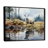 Sheep Reflection - Sheep Wall Art Prints