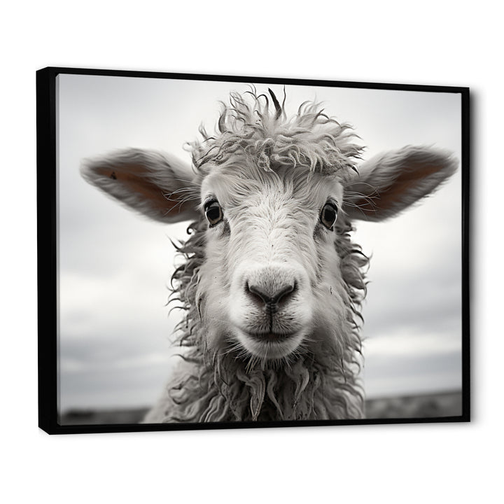 Sheep Serenity - Gray Sheep Wall Art