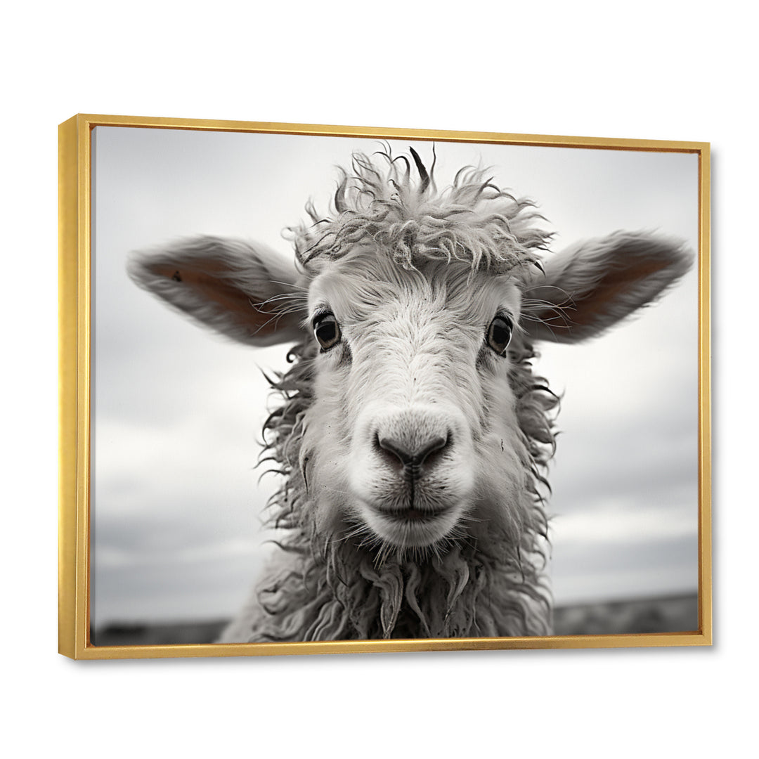 Sheep Serenity - Gray Sheep Wall Art