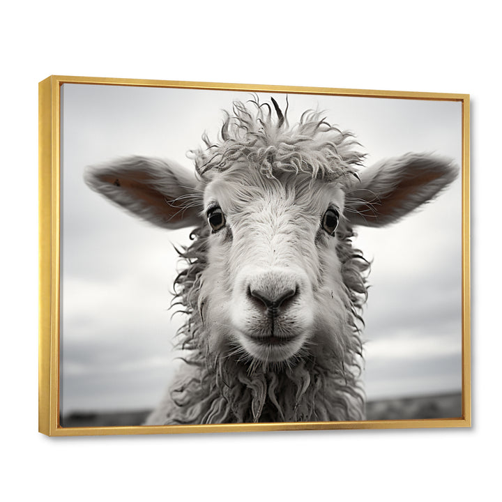 Sheep Serenity - Gray Sheep Wall Art