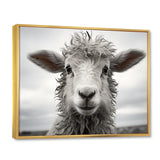 Sheep Serenity - Gray Sheep Wall Art