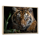 Brown Tiger Portrait - Tiger Framed Canvas Art