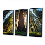 Redwood Majesty Tree Forest I - Multi-Panels