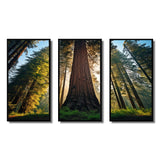 Redwood Majesty Tree Forest I - Multi-Panels