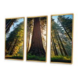 Redwood Majesty Tree Forest I - Multi-Panels