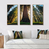 Redwood Majesty Tree Forest I - Multi-Panels