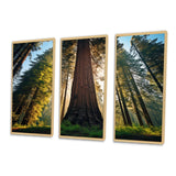 Redwood Majesty Tree Forest I - Multi-Panels