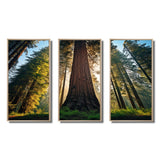 Redwood Majesty Tree Forest I - Multi-Panels