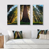Redwood Majesty Tree Forest I - Multi-Panels