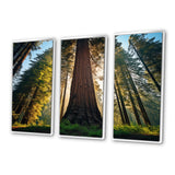 Redwood Majesty Tree Forest I - Multi-Panels