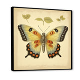 Vintage Illustration Of Elegant Butterfly - Butterfly Living Room Wall Art