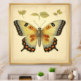 Vintage Illustration Of Elegant Butterfly - Butterfly Living Room Wall Art