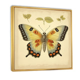 Vintage Illustration Of Elegant Butterfly - Butterfly Living Room Wall Art