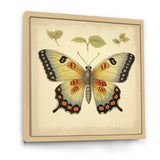 Vintage Illustration Of Elegant Butterfly - Butterfly Living Room Wall Art