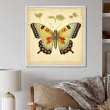 Vintage Illustration Of Elegant Butterfly - Butterfly Living Room Wall Art